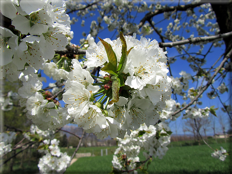 foto Ciliegi in fiore tra i Colli Asolani